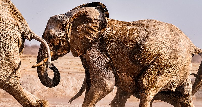 ELEPHANT TRAILS